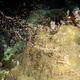 That’s how corals have sex.